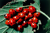 Cluster of ladybird beetles hibernating under leaf
