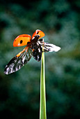 Macrophoto of ladybird beetle during take-off