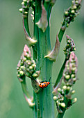 Spotted asparagus beetle on an asparagus plant