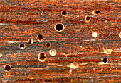 Macrophotograph of woodworm tunnels in timber