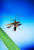 High-speed photo of a longhorned beetle in flight