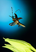 High-speed photo of a longhorned beetle in flight