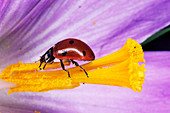 Seven-spot ladybird beetle on a flower