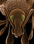 Coloured SEM of a weevil's head