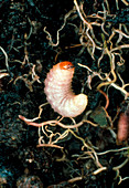Larva of a vine weevil (Otiorhynchus sulcatus)