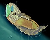 Ham beetle larva,SEM
