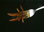 Mealworms on a fork