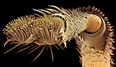 Fungus weevil foot,SEM