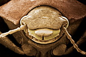 Fregate beetle,SEM