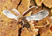 Woodworm beetle in flight