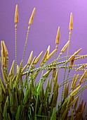 Carpet beetle larva hairs,SEM