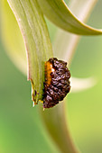 Scarlet lily beetle larva