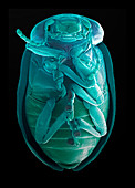 Leaf beetle,SEM