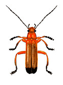 Soldier beetle