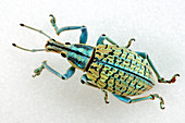 Weevil (Eupholus sp.)
