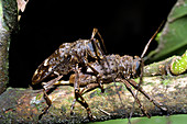 Mating long-horn beetles