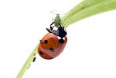 Seven-spot ladybird feeding