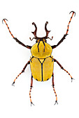 Cetoniid beetle