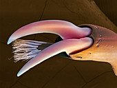 Hercules beetle foot,SEM