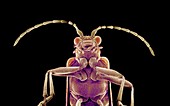 Long-horned beetle,SEM