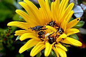 Monkey beetles on a daisy flower