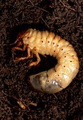 May bug larva