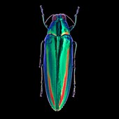 Iridescent beetle
