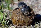 Flightless dung beetle with dung ball