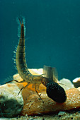 Larva of the Great diving beetle with tadpole