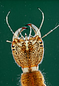 Larva of the Great Water beetle