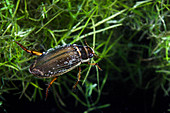 Female great diving beetle