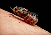 Macrophoto of a tsetse fly feeding on a human arm