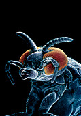 False-col SEM of head & thorax of a black fly
