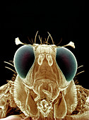 False-col SEM of a male Mediterranean fruit fly