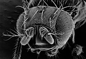 Head of a fruit fly