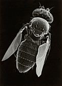 SEM of the fruit fly,Drosophila melanogaster