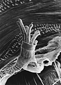 SEM of spiracle on pupal of fruit fly