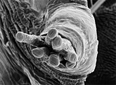 Breathing tube on a fruit fly's pupa,SEM