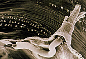 Breathing tube of fruit fly pupa