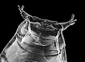 SEM of pupa case of fruit fly,Drosophila
