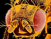 SEM of the fruit fly Drosophila melanogaster