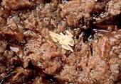 Clump of bluebottle eggs on cat food