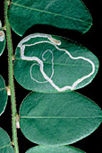 Tracks of leaf miner on oval leaf from rainforest