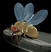 SEM of mutant fruit fly with four wings