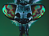 Macrophotograph of the head of a horsefly