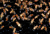 Swarm of the fruit fly,Drosophila melanogaster