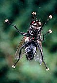 Gray flesh fly,Sarcophaga carnaria,on glass