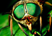 Macrophoto of head of horsefly,Tabanus bovinus