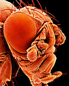 Coloured SEM of a mutant fruit fly Drosophila sp