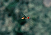 Hover fly,Syrphus sp.,in stationary flight